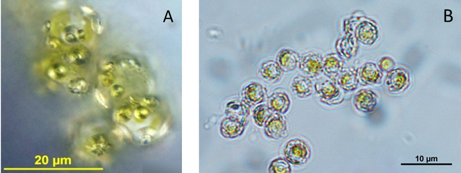 In vivo images of monoclonal cultures of different coccolithophore species. A. Calcidiscus leptoporus. B. Emiliania huxleyi. Images source: Roscoff Culture Collection.