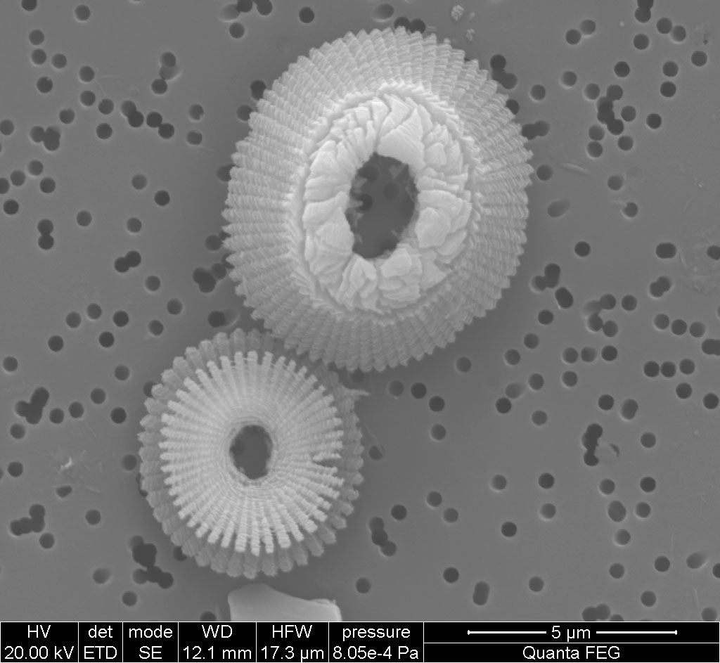 Coccoliths in SEM