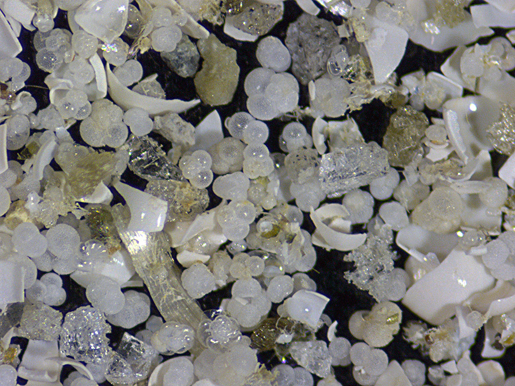 Enlarged view: Foraminifera Mediterranean Sea